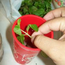 Cara Memasak Mojito limho ice tea